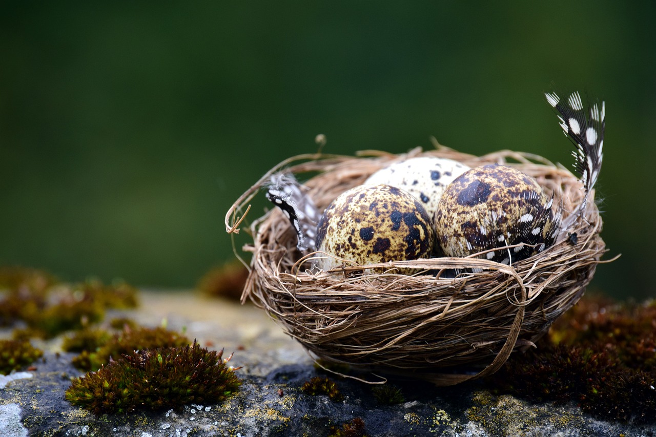 nest, bird nest, bird eggs-3225997.jpg